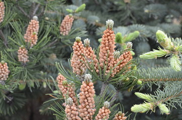 Pine Tree Flowers