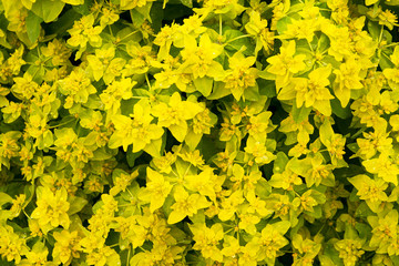 Common Euphorbia - close-up of flower head