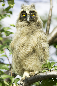 baby bird of Long-eared Owl - Asio otus