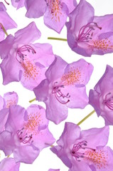 Composition of purple rhododendron flower petals