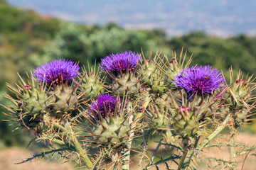 burdock