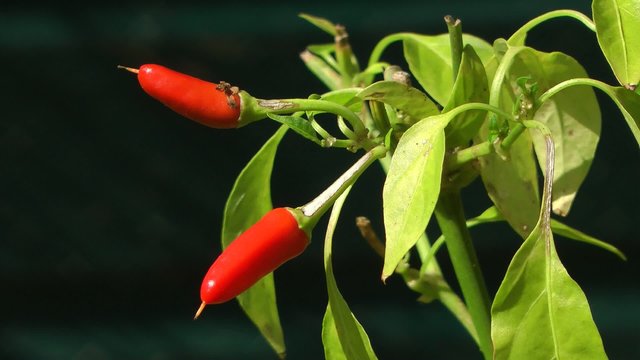 Chili Plant with Red Chili Fruit