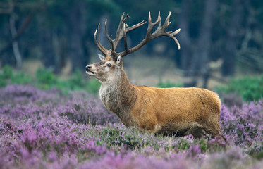 Red Deer