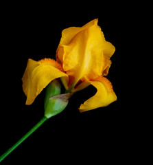 Yellow Iris