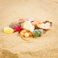 pearl on the seashell . The exotic sea shell . Treasure from the