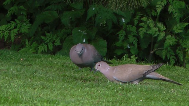 Two Turtle Doves Eating