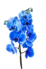Rolgordijnen Orchidee © carballo