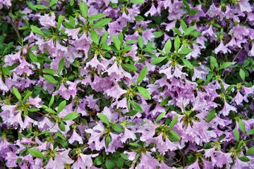 Obraz premium Azalea flowers