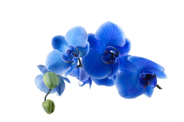 Foto op Plexiglas orquidea azul cortada y aislada © carballo