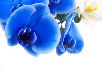 Fototapeta na wymiar niebieskie i białe orchidee