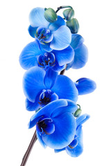 Plakat blue bukiet orchidei