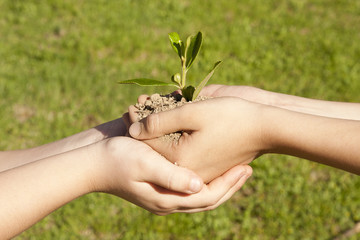 manos y planta