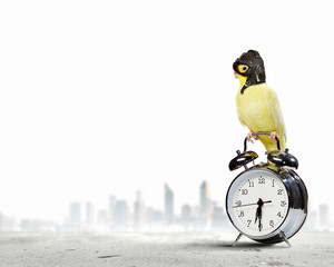 Parrot in pilot hat © Sergey Nivens