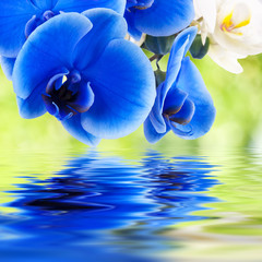 Obrazy  bukiet orchidei i wody
