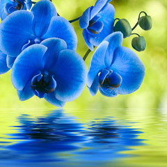 Panele Szklane  niebieska orchidea na zielonym naturalnym tle