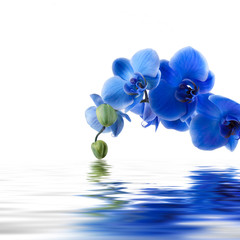 ramo de orquídea y reflejo en el agua