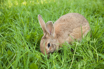 Rabbit in the grass