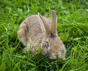 Rabbit in the grass