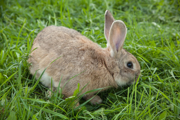 Rabbits in the grass