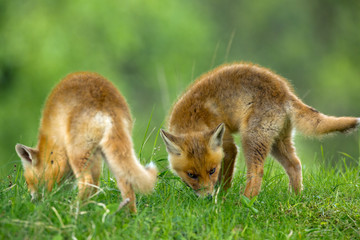 Two little red fox cub