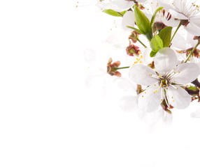 Naklejka premium Cherry blossoms