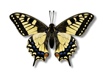 Butterfly swallowtail
