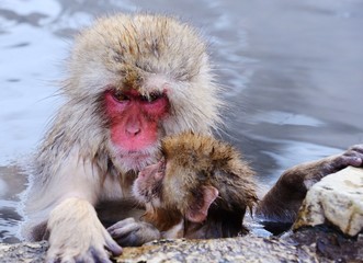Japanese Macaques in Hot Springs