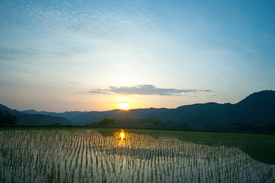 春の棚田