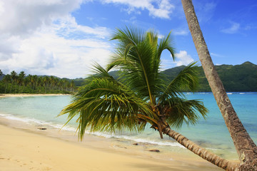 Obraz na płótnie Canvas Leaning palm tree at Rincon beach, Samana peninsula
