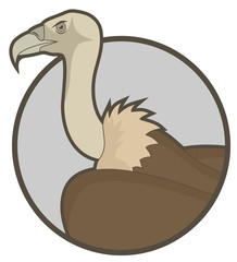 Wild vulture