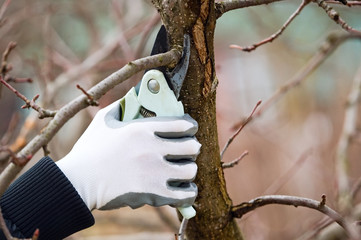 Man with gloves is cutting branches from tree