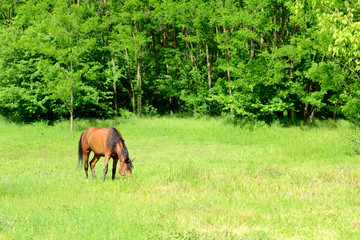 Obraz na płótnie Canvas Horse grazing in the meadow