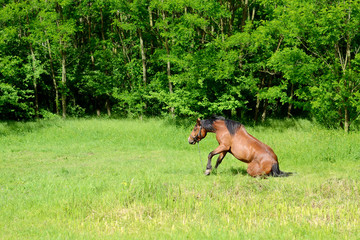 Naklejka premium Horse in the meadow