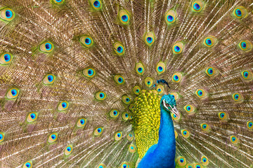 Fototapeta premium Portrait of Peacock with Feathers