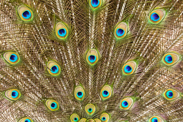 Naklejka premium close-up peacock feathers