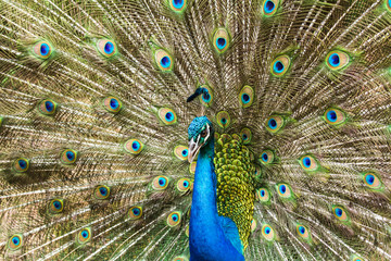 Fototapeta na wymiar Portrait of Peacock with Feathers