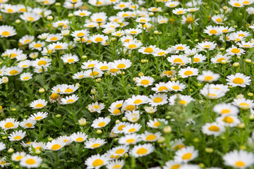 Fototapeta premium Field of daisy flowers