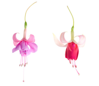 flowers of a fuchsia of different grades, isolated on white back