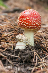 close up of fly agaric mushrooms growing in forest