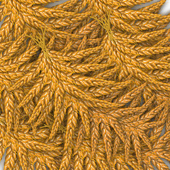 Ears of corn. Spike.