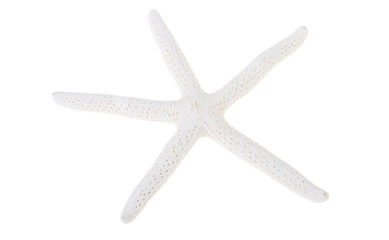 White starfish