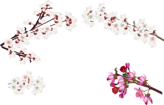 collection of blossom sakura branches