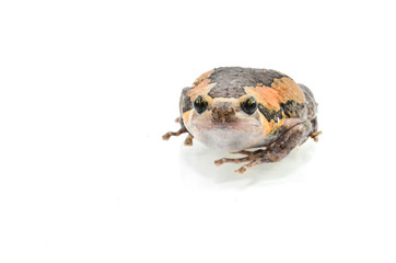 bullfrog