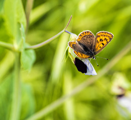 Lycaena phlaeas