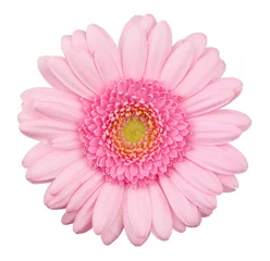 Light filtering roller blinds Gerbera Pink gerbera flower isolated