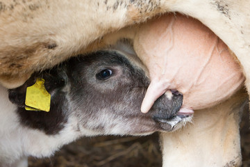 Young calf drinks milk - obrazy, fototapety, plakaty
