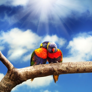 Rainbow Lorikeets