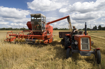 Fototapeta premium Harvester working in a field