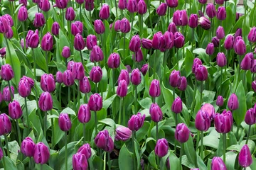 Stickers pour porte Tulipe Purple tulips field