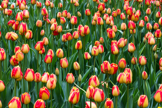 Red and Yellow tulips field